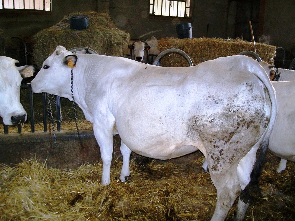 Vacche Razza Piemontese Cuneo Piemonte